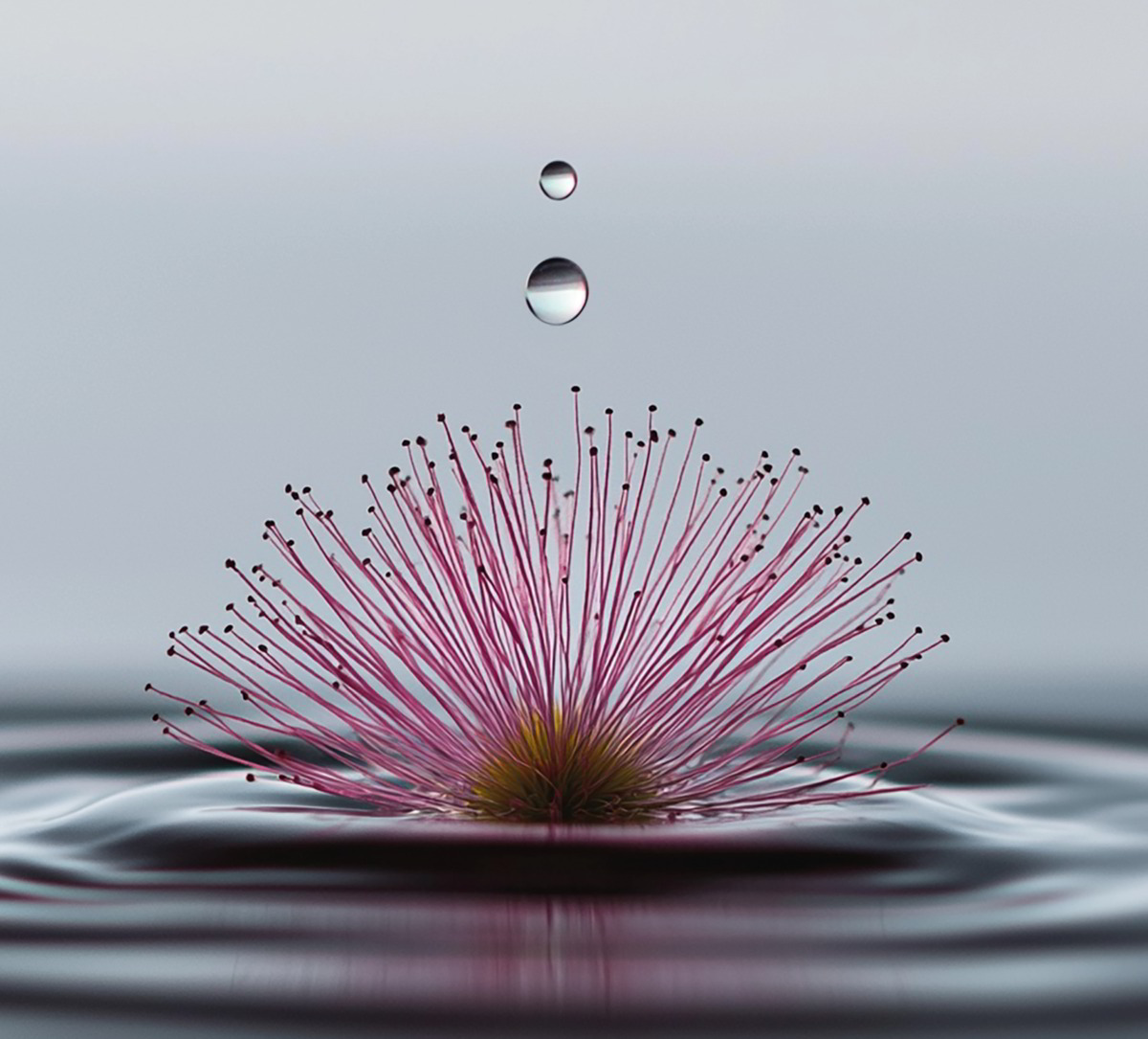 Eine zarte, pinkfarbene Blüte mit langen Stempeln schwebt über einer ruhigen Wasseroberfläche. Wassertropfen fallen herab.