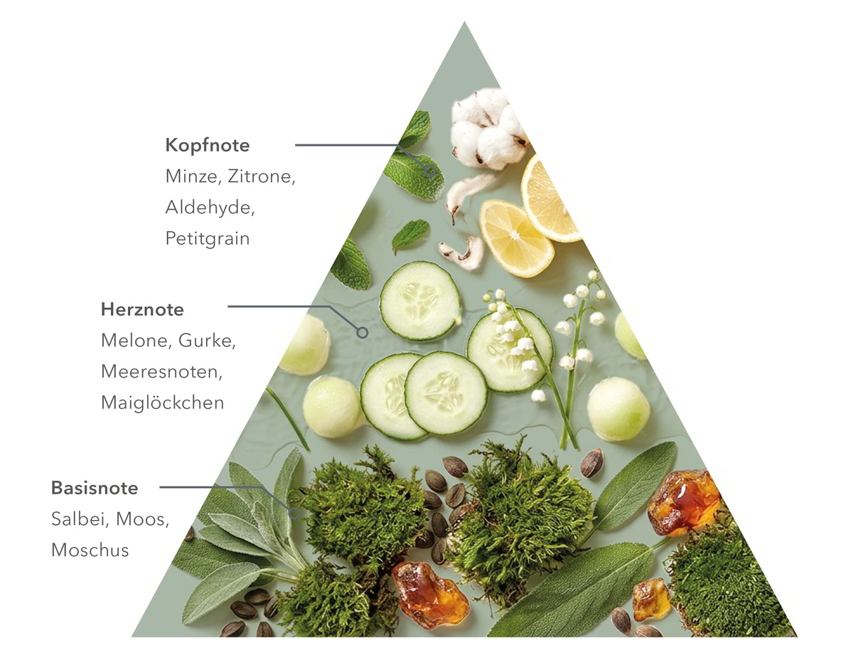 Duftnoten-Pyramide mit Minze, Zitrone, Gurke, Moos, Salbei und weiteren natürlichen Zutaten.