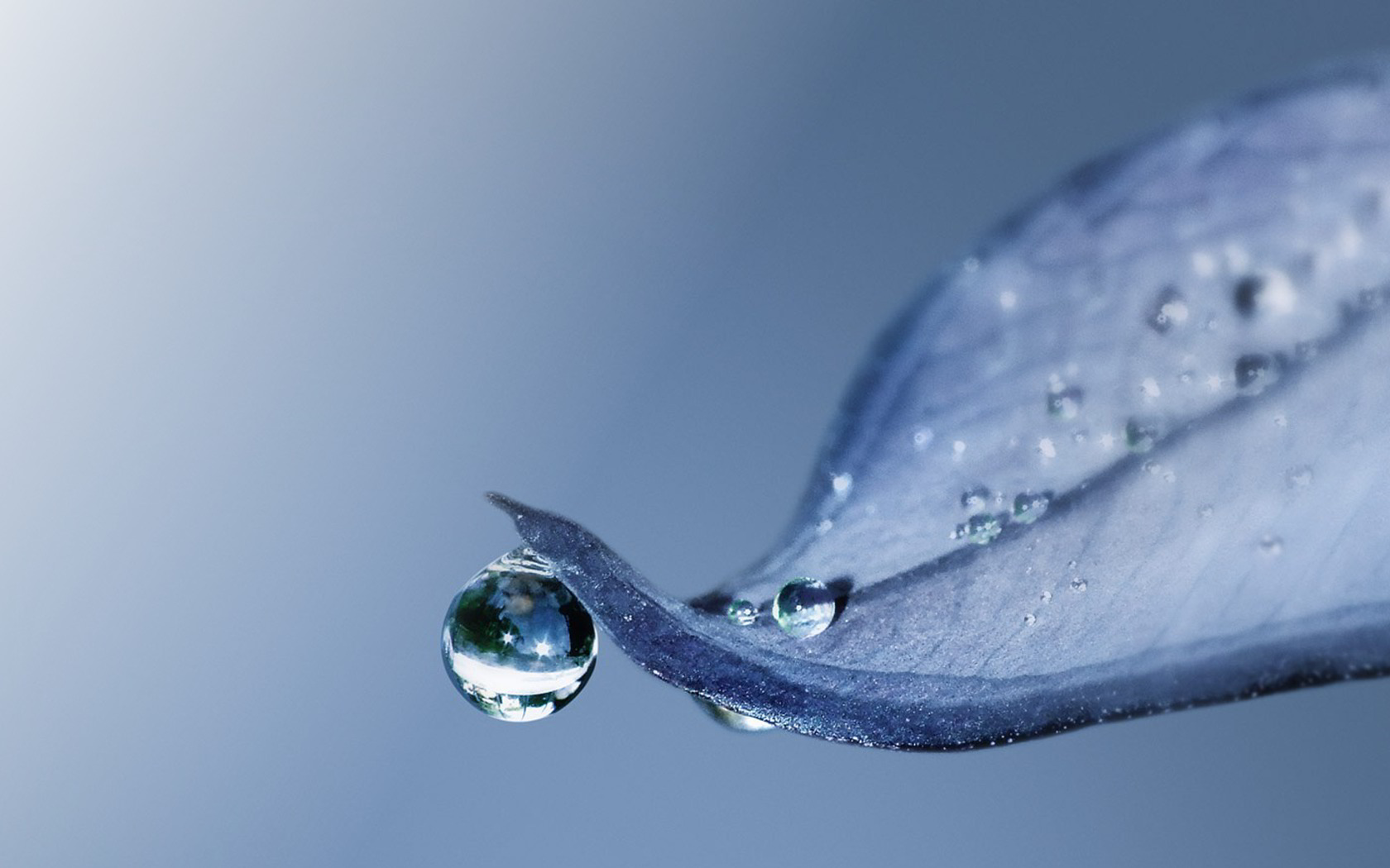 Blaues Blatt mit Tropfen
